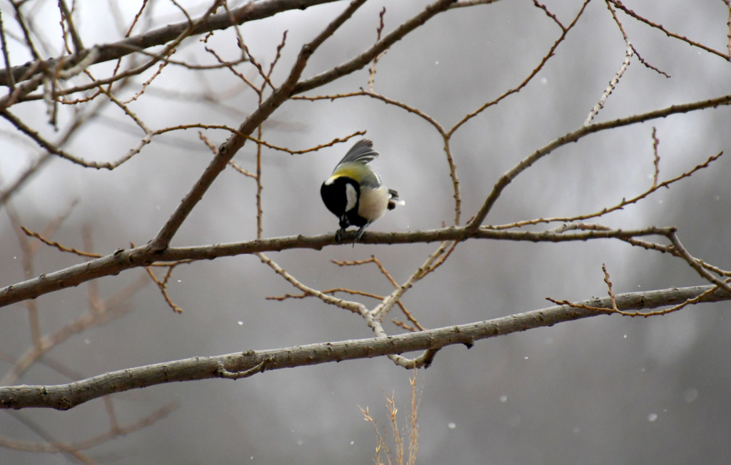 ２月７日降りだす雪