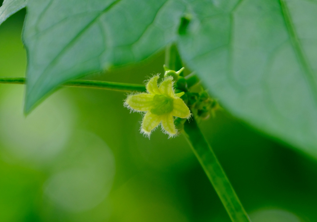 沖縄スズメウリの花