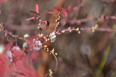 雪柳がもう咲いた