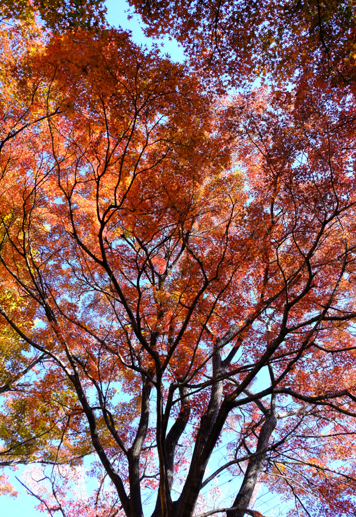 大木の紅葉