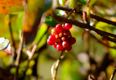 ハニーサックルの実２