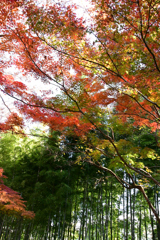 竹林と紅葉