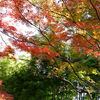 竹林と紅葉