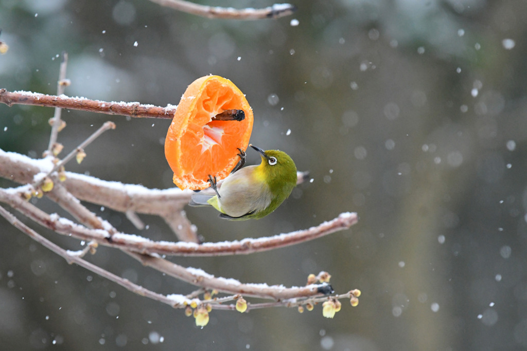 雪の日目白