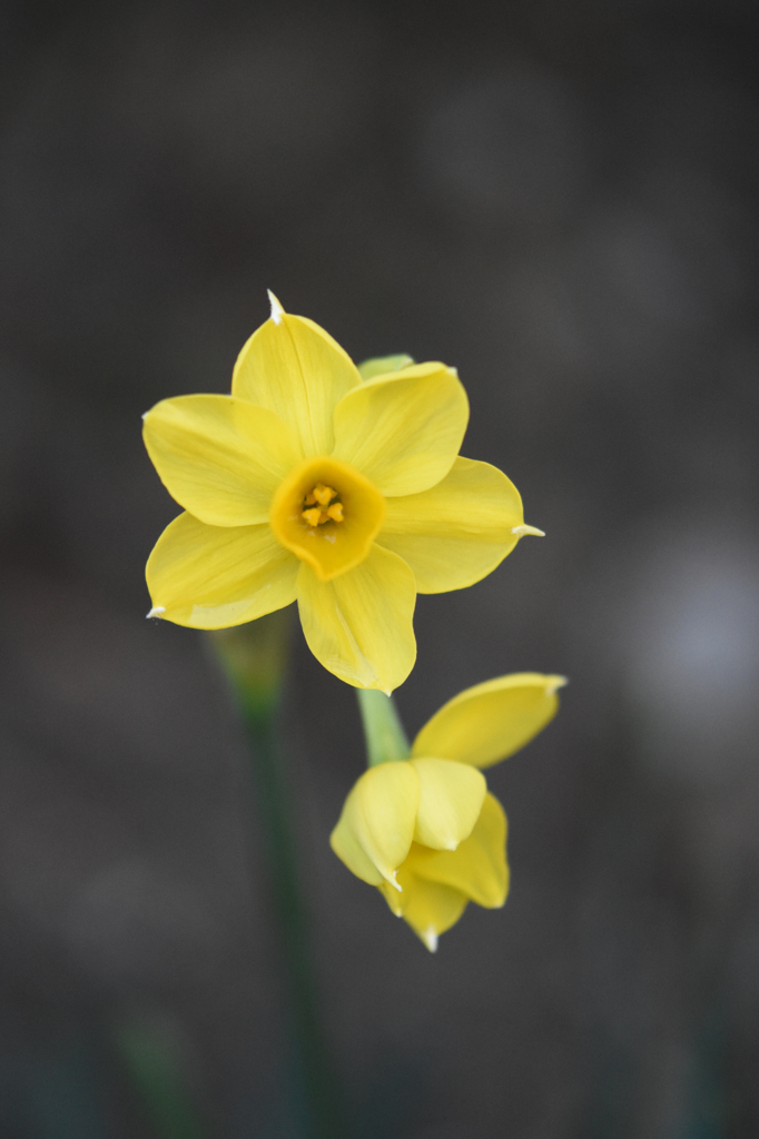 黄水仙開花１