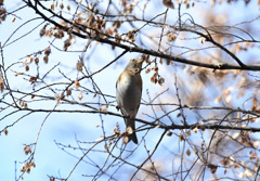 花鶏のメス
