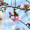 お花の塊見つけた