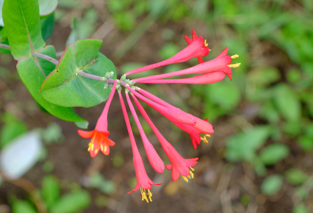 ツキヌキニンドウ１