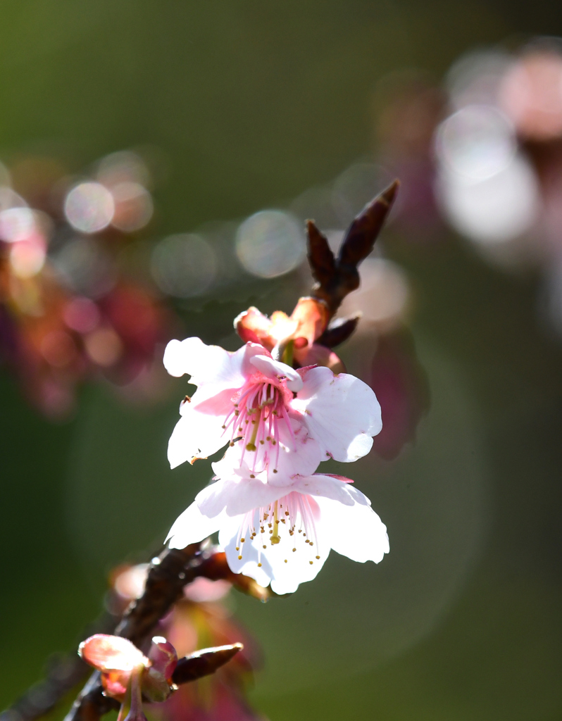 寒桜咲く