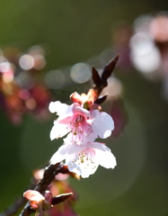 寒桜咲く