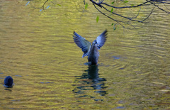 歓びのカルガモ
