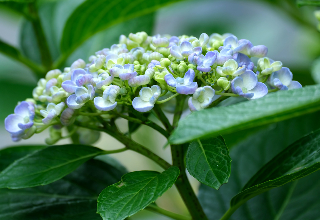 渦紫陽花