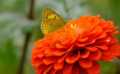 この花は? この花は?