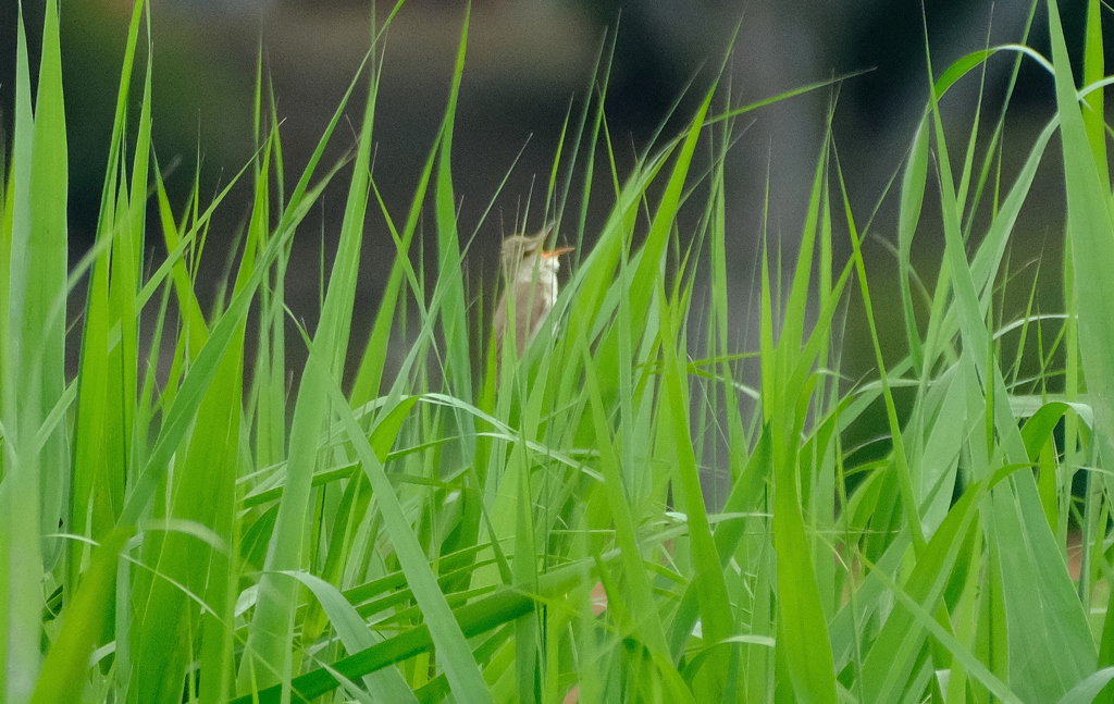 隠れたまま