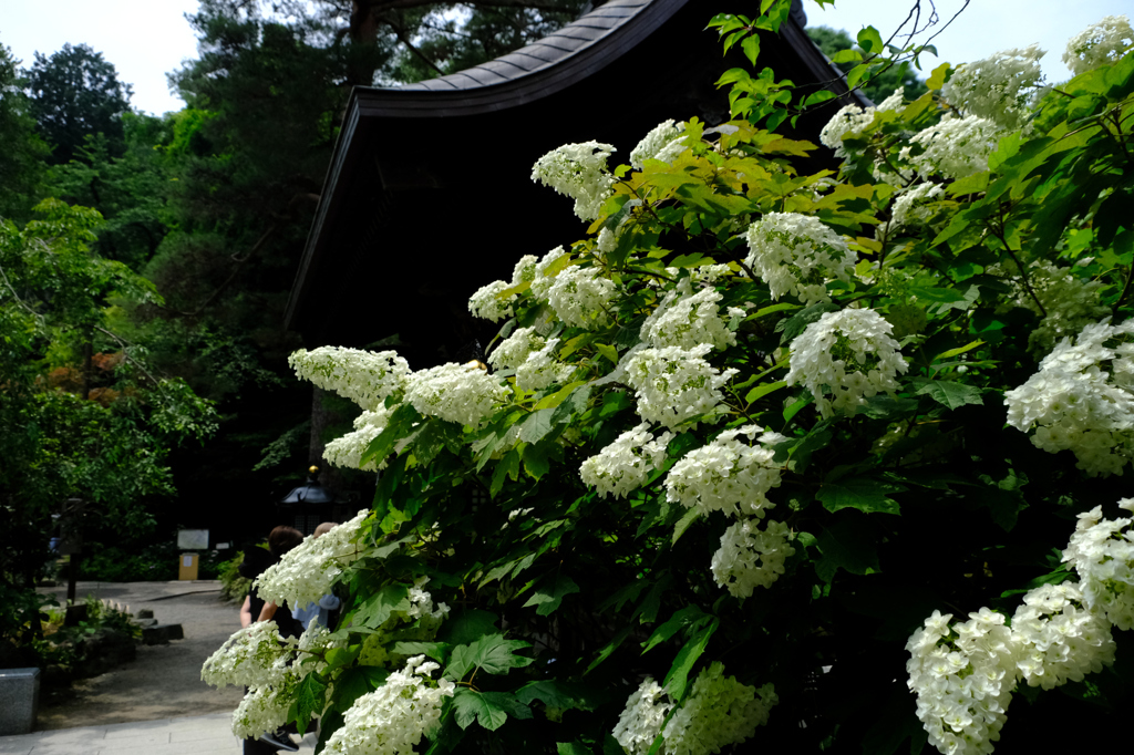 もりもり柏葉紫陽花