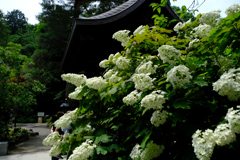 もりもり柏葉紫陽花