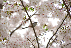 桜エナガ