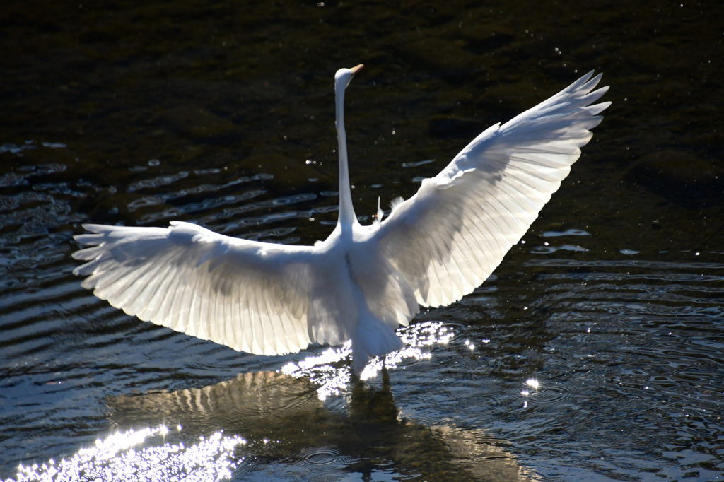 魅せられての裏側