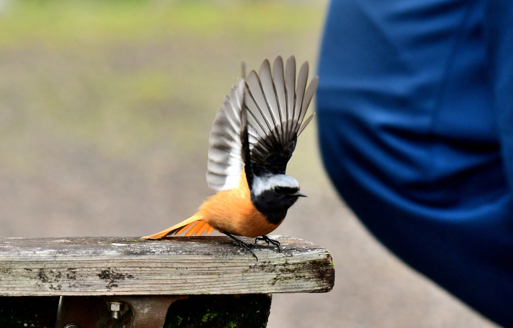 やばっ、だれかくる