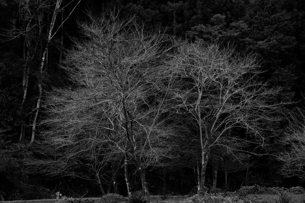 DSCF1443