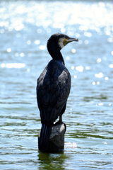 DSCF10941