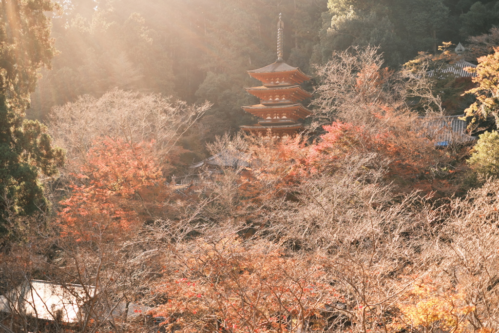 長谷寺の紅葉2020