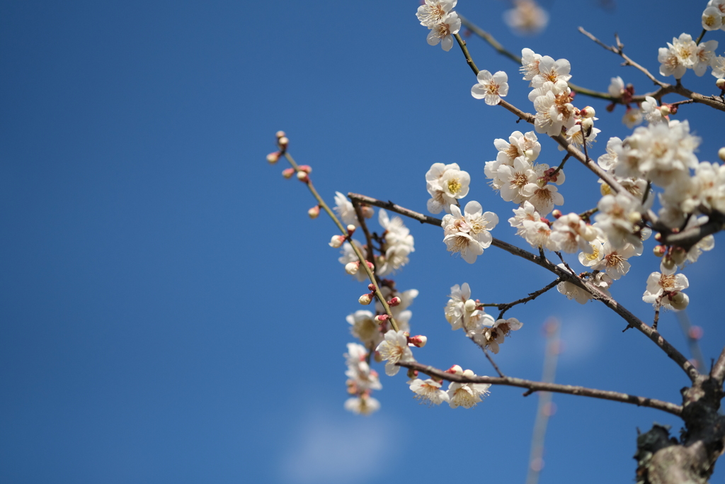 青空と白梅