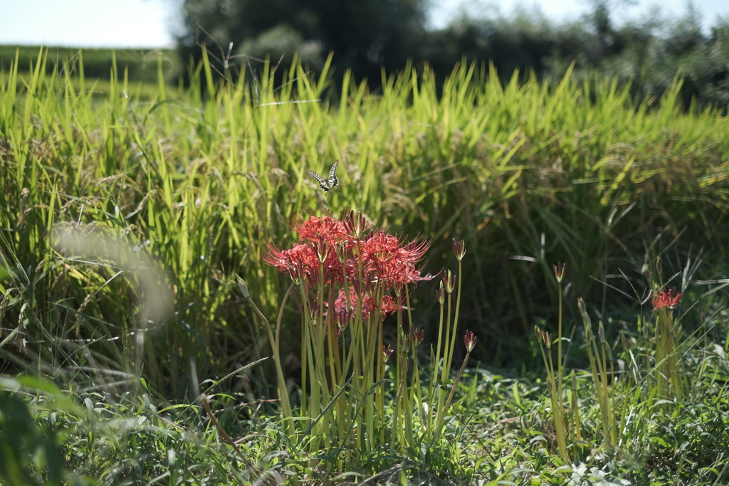 よく見ると、蝶が舞う。