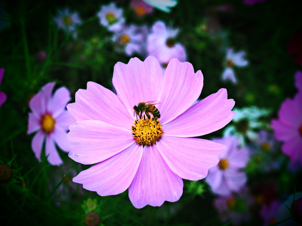 コスモスを吸う