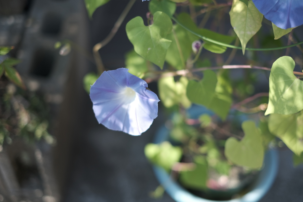 優しい木漏れ日