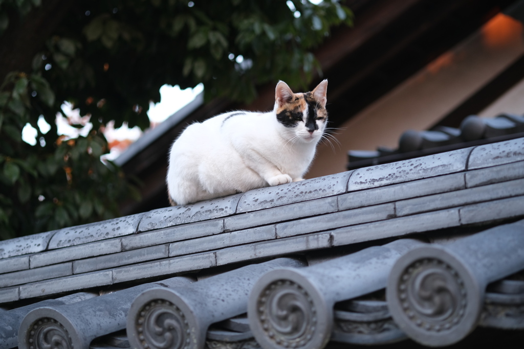 西大寺で見た猫