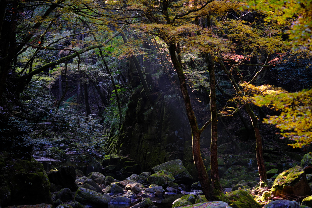 赤目～忍者の森