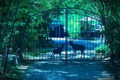昼下がりの鹿の門 