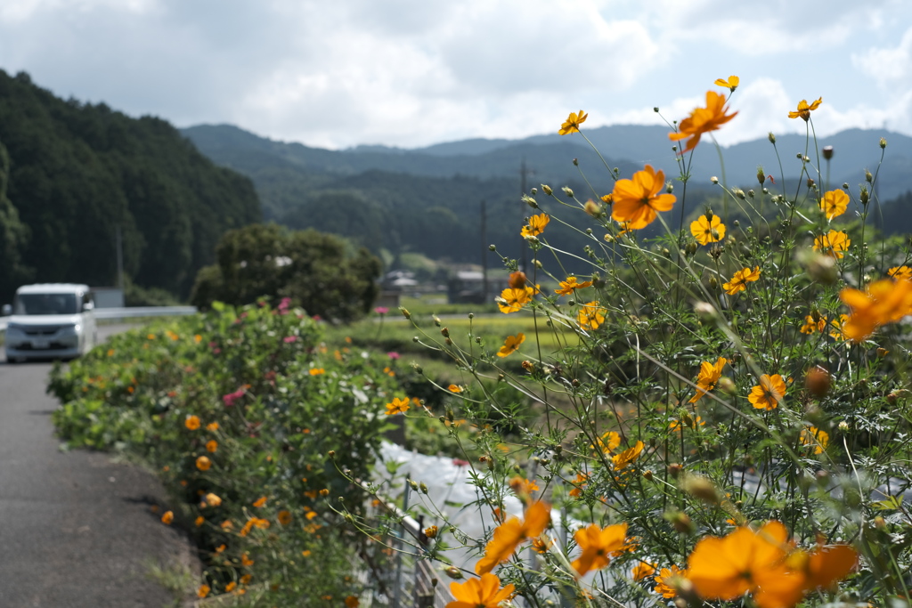 飛鳥の風景～キバナコスモスと高取川