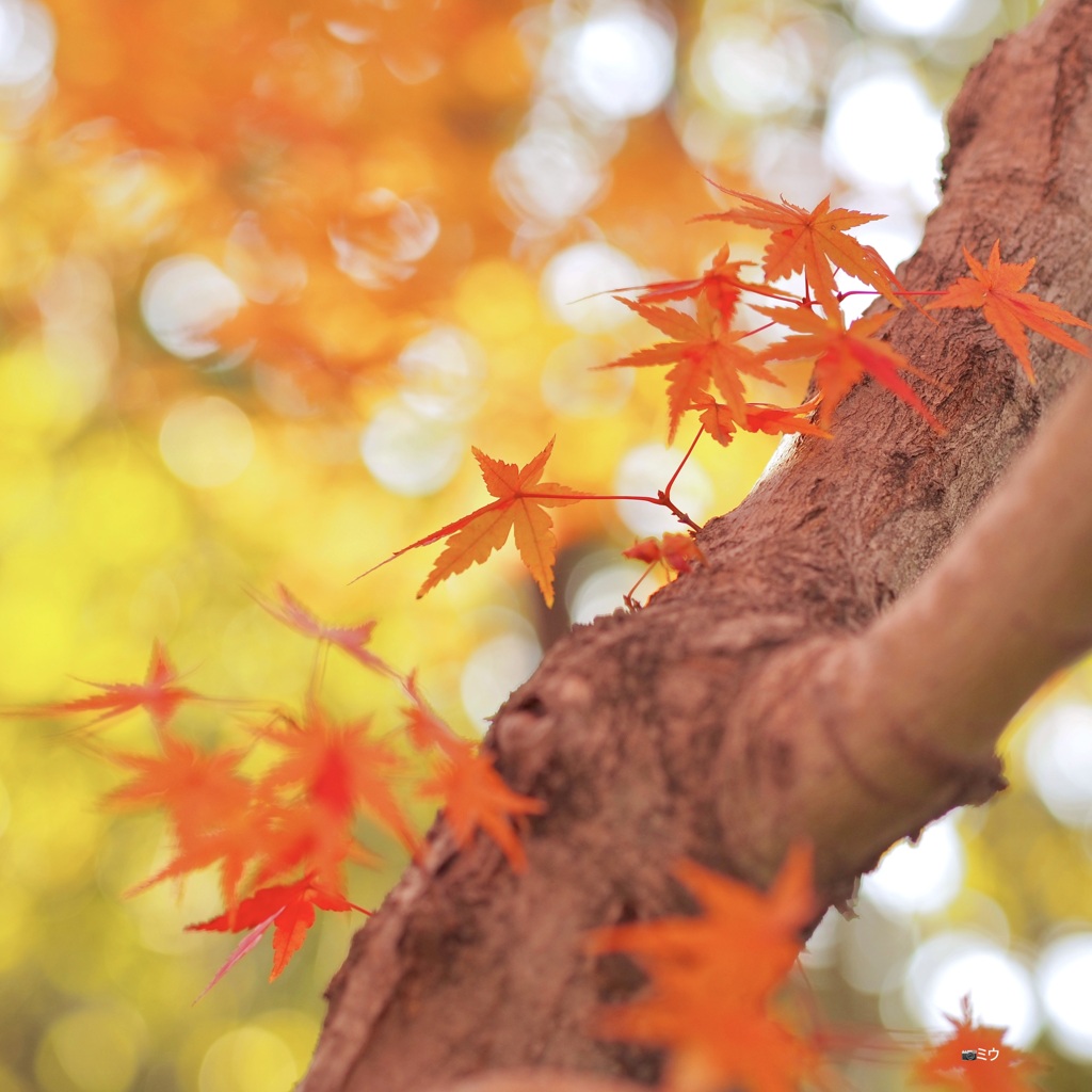 ちいさな秋の葉