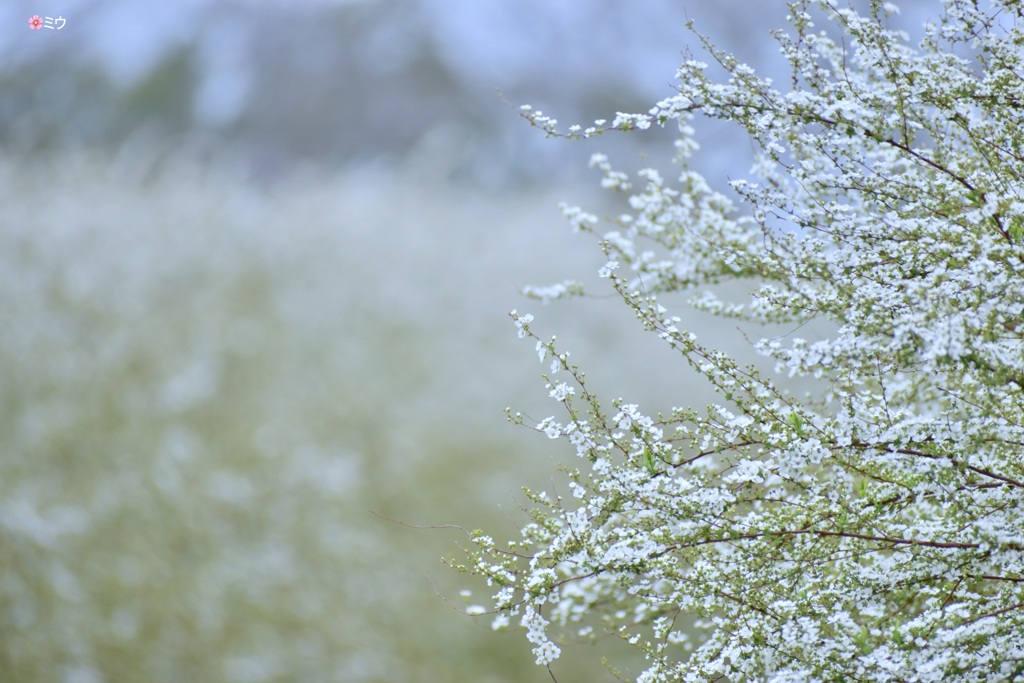 春の雪