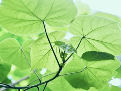 葉っぱ