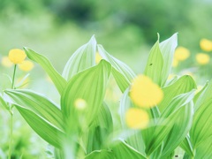 花蛍
