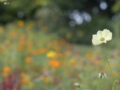 ささやかな願い