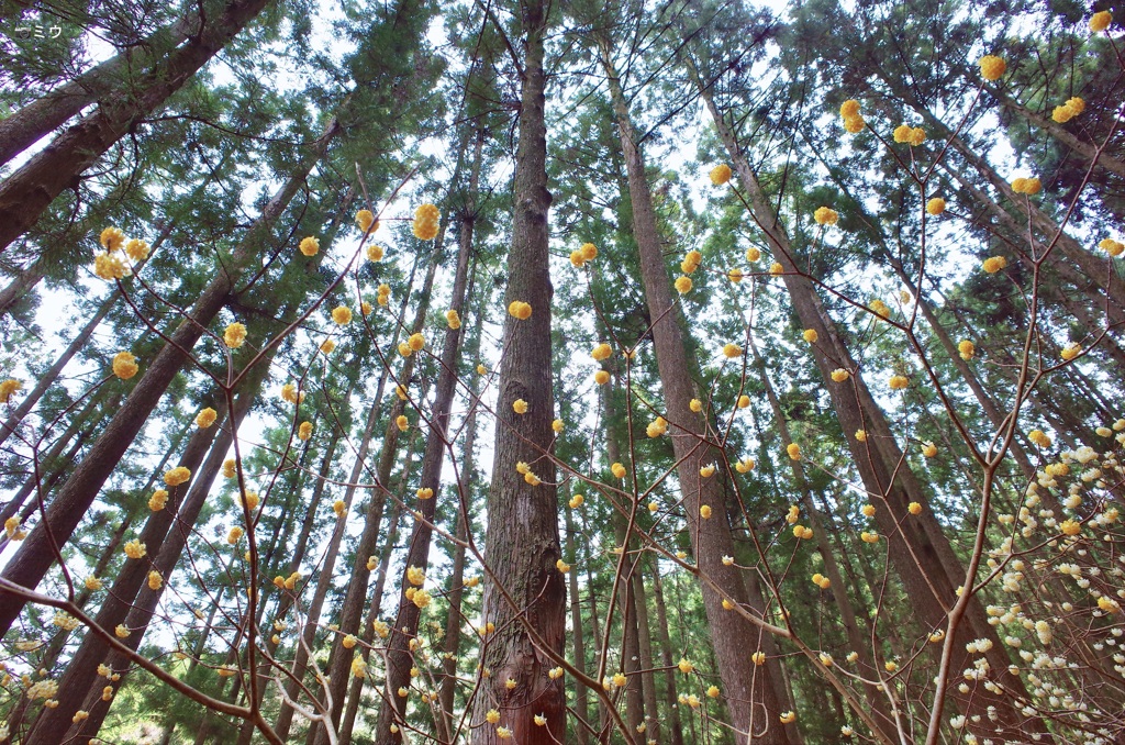 春蛍の舞う森