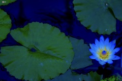 Water lily