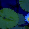 Water lily