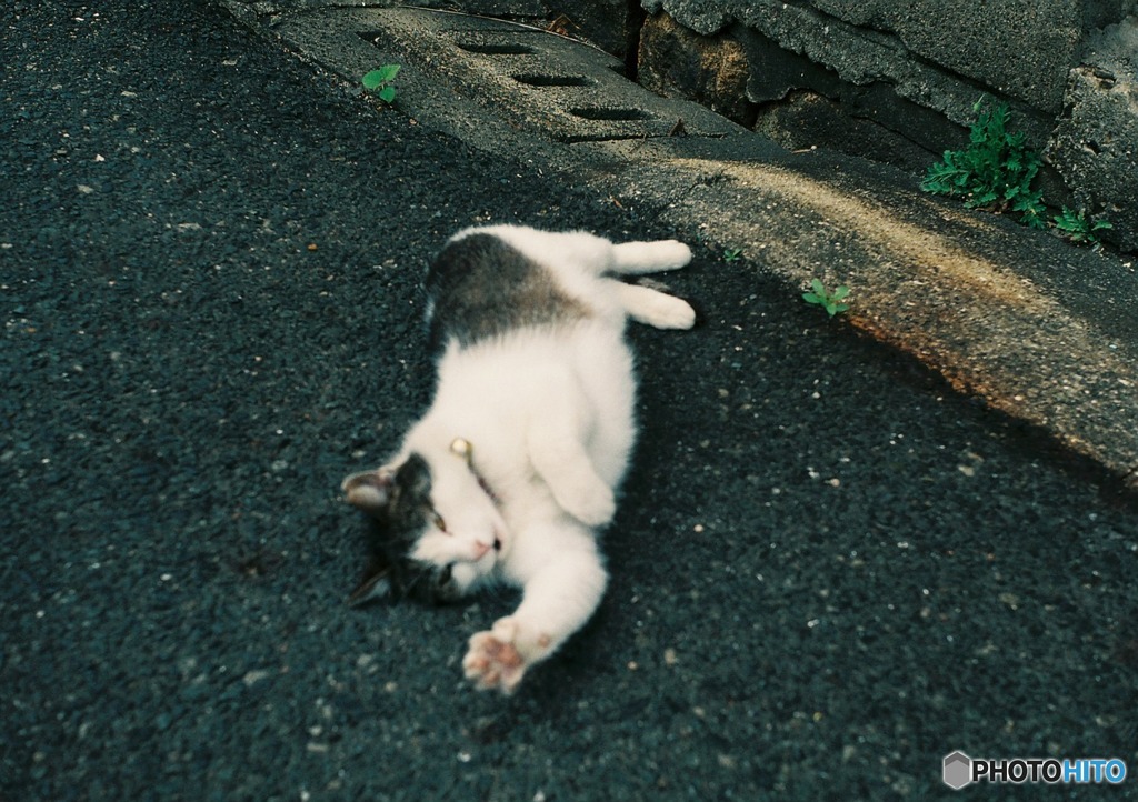 演技猫