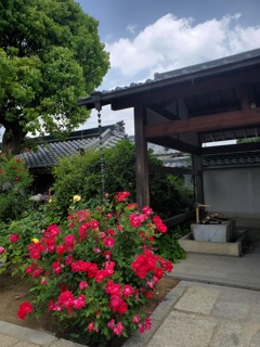 バラ