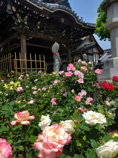 薔薇