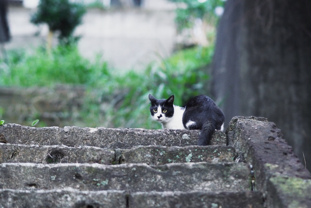 近所の野良猫