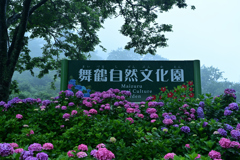 紫陽花