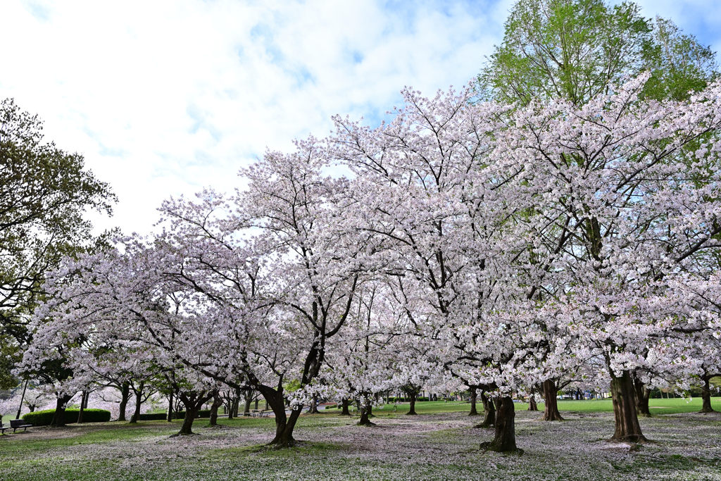春日公演の桜
