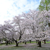 春日公演の桜