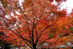 呑山観音寺の紅葉